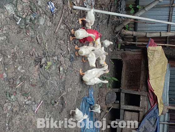 ১০ পিস বেইজিং বা পেকিন স্টার ১৩ হাসের বড় বাচ্চা